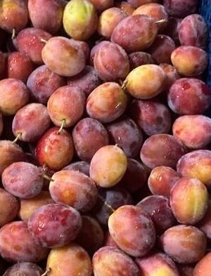 PLUMS - ENGLISH